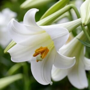 Meet your Posher, Lily4141